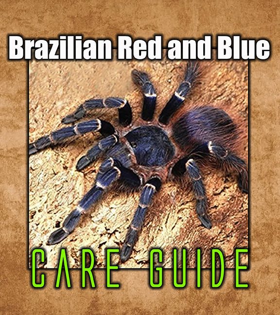 Brazilian Red and Blue Tarantula Care Guide | Nhandu cerradensis