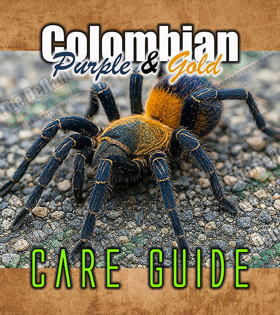 Colombian Purple and Gold Tarantula Care Guide and Natural History