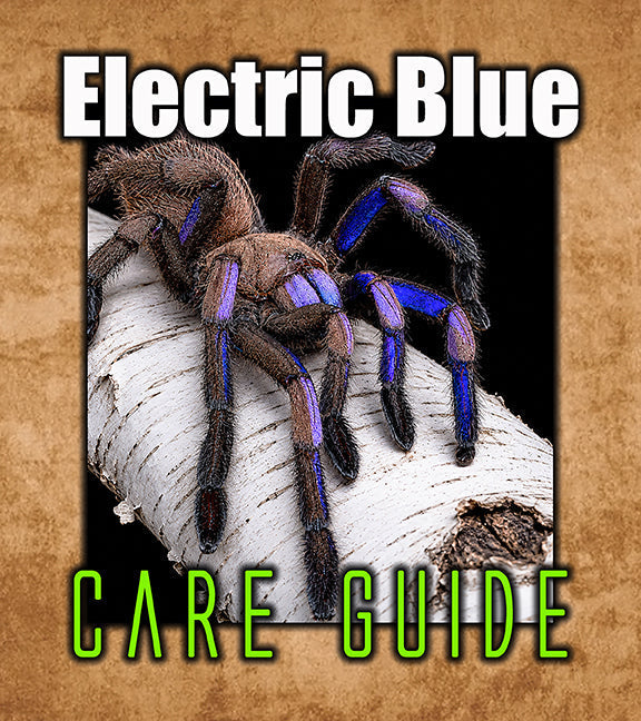 Electric Blue Tarantula Care Guide | Chilobrachys natanicharum – The ...