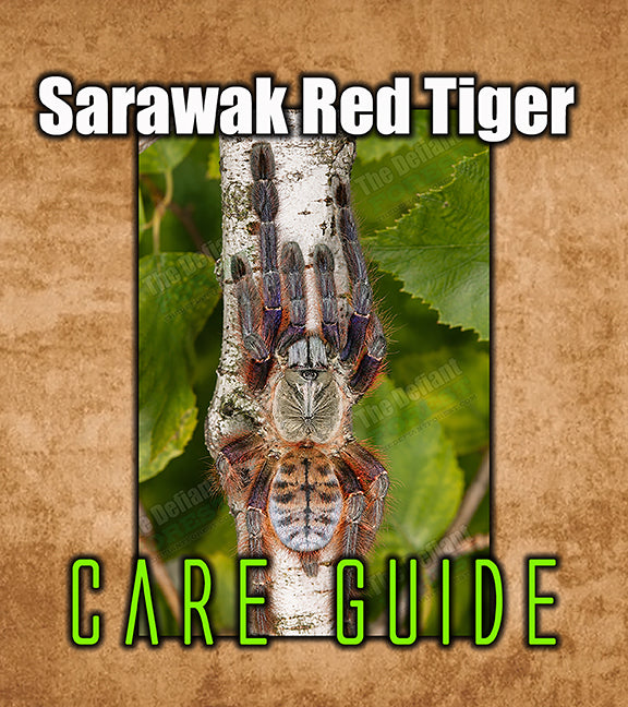 Sarawak Red Tiger Tarantula Care Guide | Phormingochilus everetti