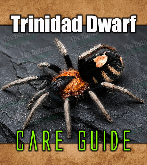 Trinidad Dwarf Tarantula Care and Species Guide | Cyriocosmus