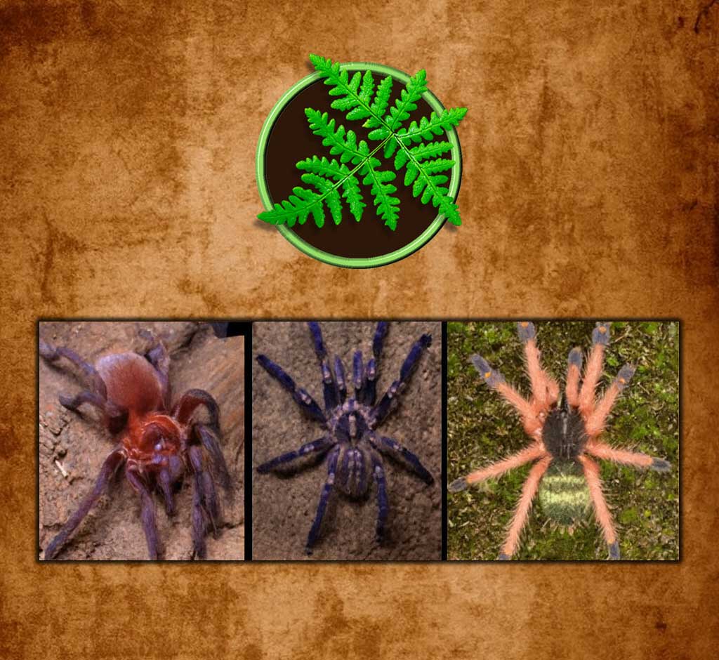 Tarantulas for Sale - Captive Bred Spiders - The Defiant Jungle