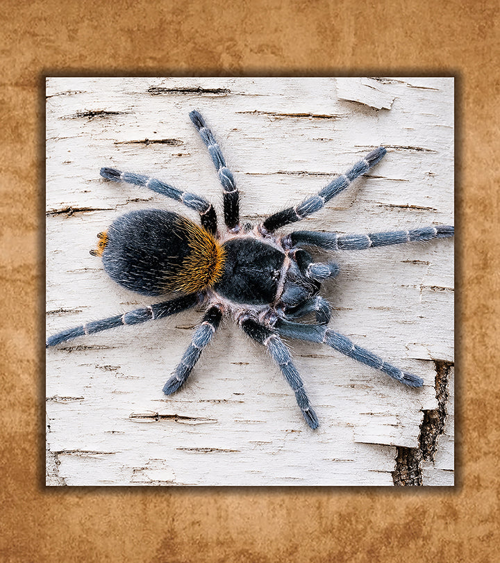 Yellow Flame Tarantula, Homoeomma orellanai | The Defiant Forest