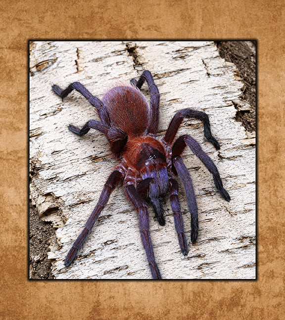 Cuban Orange-Violet Masked Tarantulas | The Defiant Forest – The