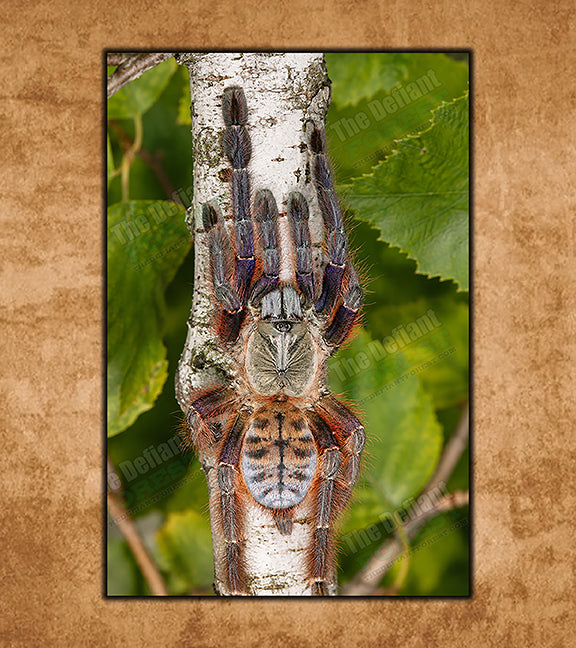 Sarawak Red Tiger Tarantulas for Sale | The Defiant Forest – The