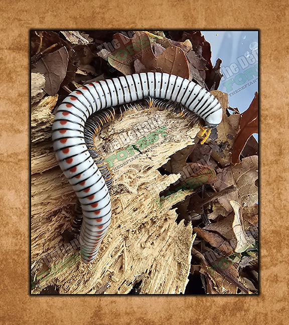 white millipedes in potted plants Spotted Yellow Leg White Tree Millipede, Anadenobolus arboreus gundlachi – The Defiant Forest