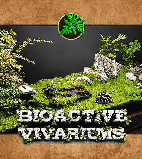 Guide to Building a Bioactive Reptile Vivarium | The Defiant Forest ...