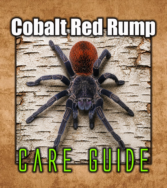 Cobalt Red Rump Tarantula Care Guide | Thrixopelma cyaneolum Blue – The ...