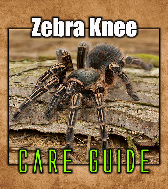 Costa Rican Zebra Tarantula Care Guide | Aphonopelma seemanni – The ...