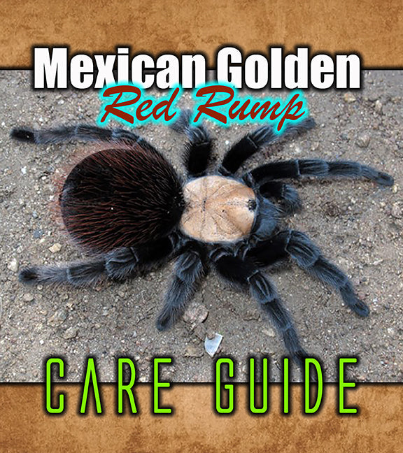 Mexican Golden Red Rump Tarantula Care Guide | Brachypelma albiceps ...