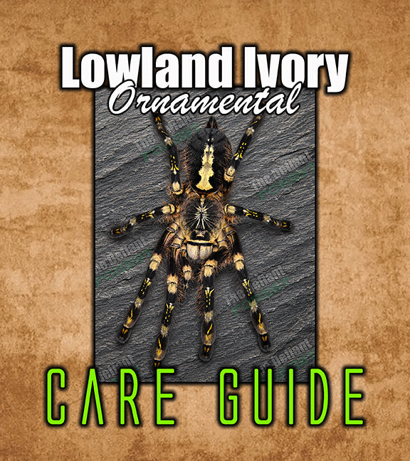 Billowing Subfusc Lowland Ivory Ornamental Tarantula Care Info | Poecilotheria subfusca ...