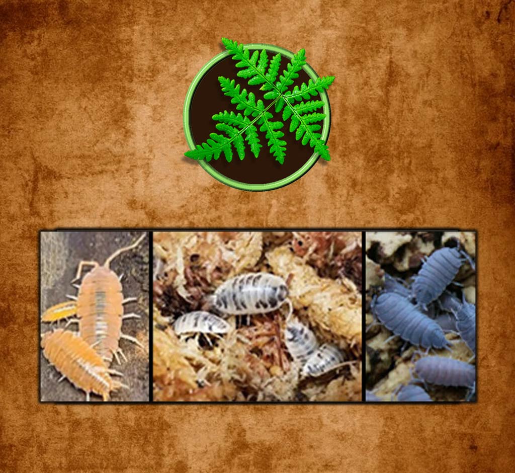 Clean Up Crew Isopods - Lowest Prices Anywhere | The Defiant Forest ...