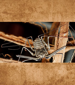 Giant African Whip Spider, Damon variegatus