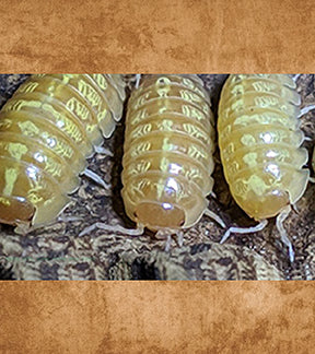 Albino Roly Poly Isopod, Armadillidium vulgare