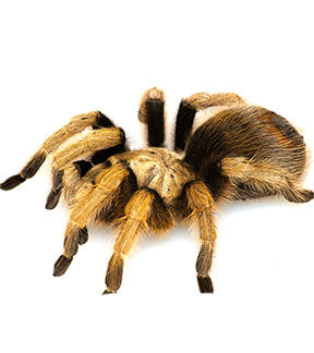 Arizona Blonde Tarantula, Aphonopelma chalcodes