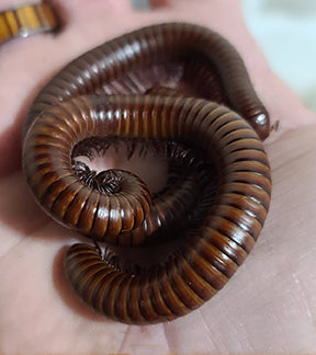 Arizona Giant Chocolate Millipede, Orthroporus ornatus