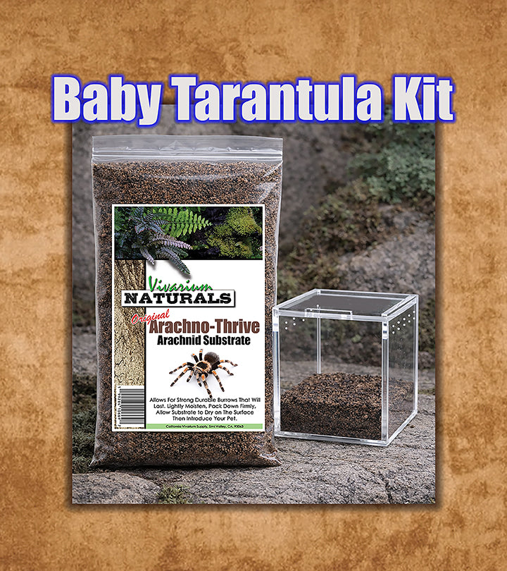 Salmon Pink Bird-Eater, Lasiodora parahybana - Terrestrial Species