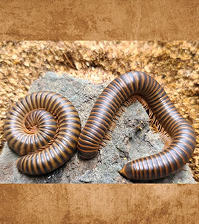 Giant Banded Pink Foot Millipede, Narceus americanus