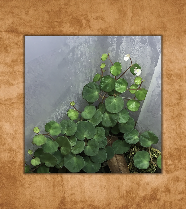 Miniature Begonia lichenora