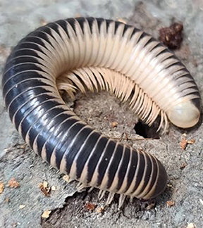 Black & White Ivory Millipede - Chicobolus spinigerus