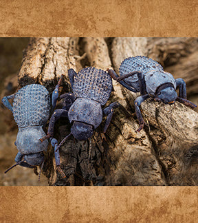 Blue Death Feigning Beetle, Asbolus verrucosus