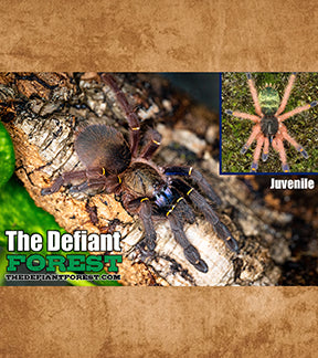 Blue Fang Skeleton Tarantulas, Ephebopus cyanognathus