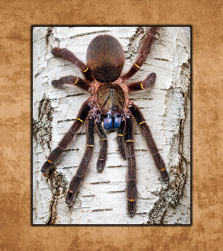 Buy Tarantulas Online (Captive-Bred, Fast Shipping) | Defiant