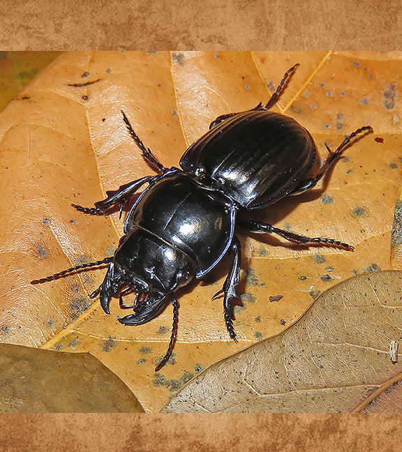 Blue Side Warrior Beetle, Pasimachus subsulcatus floridanus – The ...