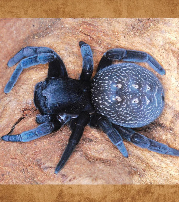 Blue Velvet Spider, Eresus sp. "Sidi Ifni"