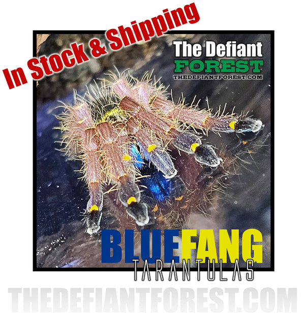 Blue Fang Skeleton Tarantulas, Ephebopus cyanognathus