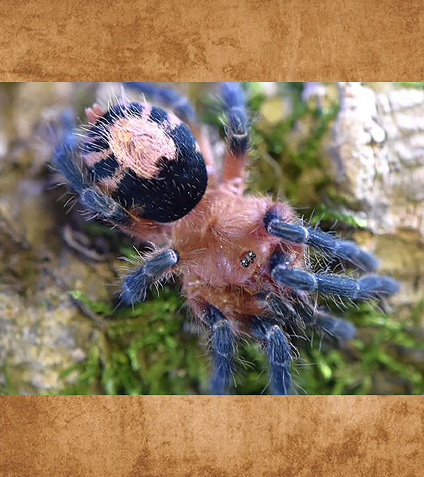 Bolivian Dwarf Tarantula, cyriocosmus perezmilesi