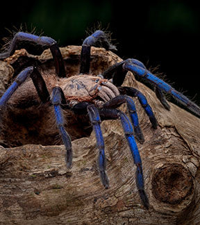 Borneo Neon Blue-Leg Tarantula, Birupes simoroxigorum