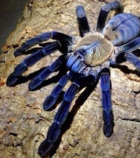 Borneo Purple Earth Tiger Tarantula, Cyriopagopus sp.