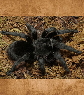Brazilian Black Tarantula, Grammostola pulchra