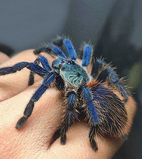 Brazilian Blue Dwarf Beauty Tarantula, Dolichothele diamantinensis