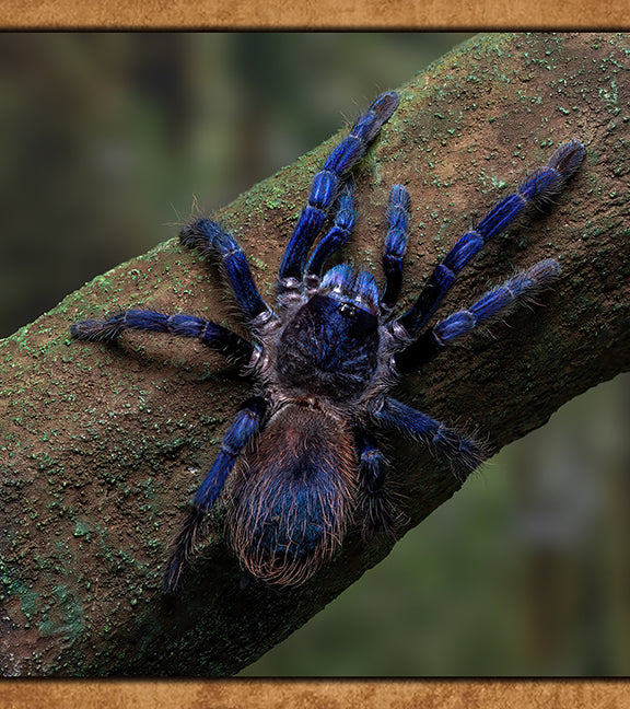 Buy Tarantulas Online (Captive-Bred, Fast Shipping) | Defiant