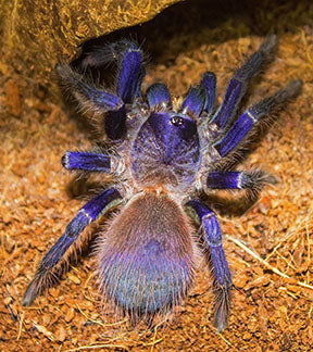 Brazilian Blue Tarantula, Lasiocyano sazamai