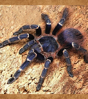 Brazilian Red and Blue Tarantula, Nhandu cerradensis