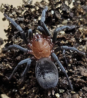 Brazilian Red Head Tarantula, Bumba horrida