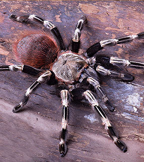 Brazilian Red & White Tarantula, Vitalis chromatus