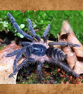 Brazilian Savannah Dwarf Tarantula, Guyruita cerrado