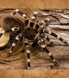 Brazilian White Knee Tarantula, Acanthoscurria geniculata