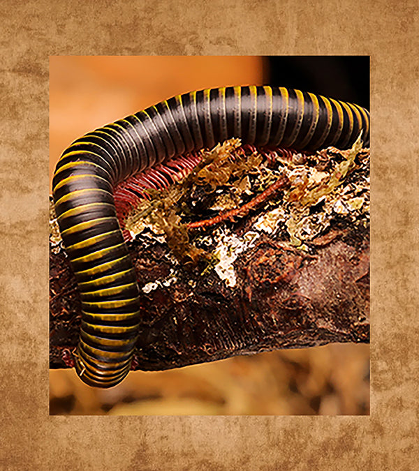 Jamaican Bumble Bee Millipedes, Anadenobolus monilicornis