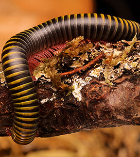 Jamaican Bumble Bee Millipedes, Anadenobolus monilicornis