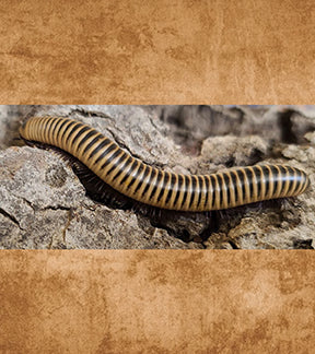 Burgundy Leg Ivory Millipede, Chicobolus spinigerus