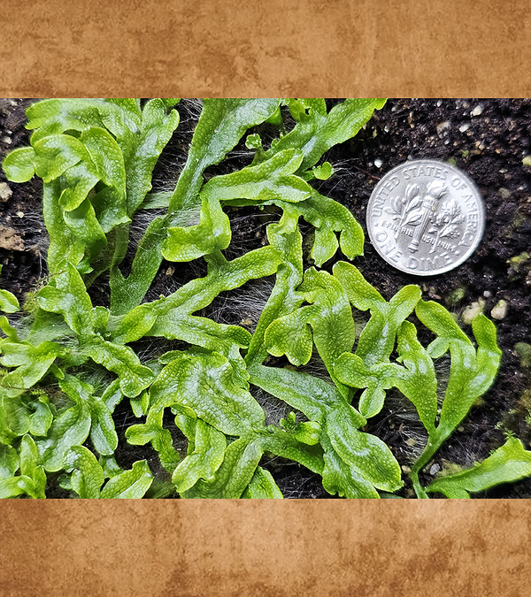 Scented Liverwort, Conocephalum conicum
