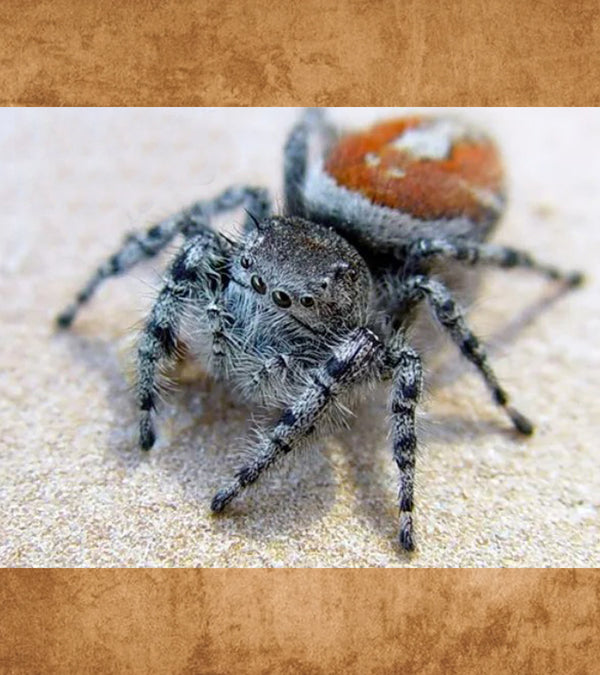 California Red Jumping Spider - Phidippus adumbratus