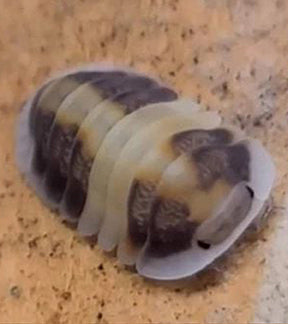 Cappuccino Isopod, Cubaris Sp.