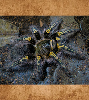 Chaco Golden Knee Tarantula, Grammostola pulchripes