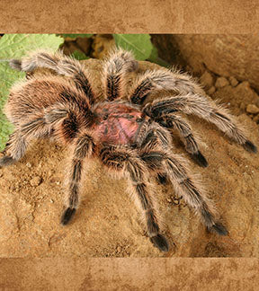 Chilean Rose Hair Tarantula, Grammostola rosea
